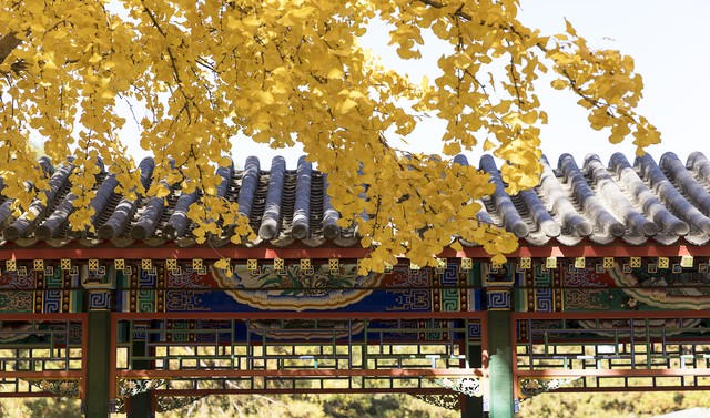 如何庆祝元旦：元旦，一个充满希望与欢乐的日子，让我们一起用最热烈的方式迎接新年的到来！