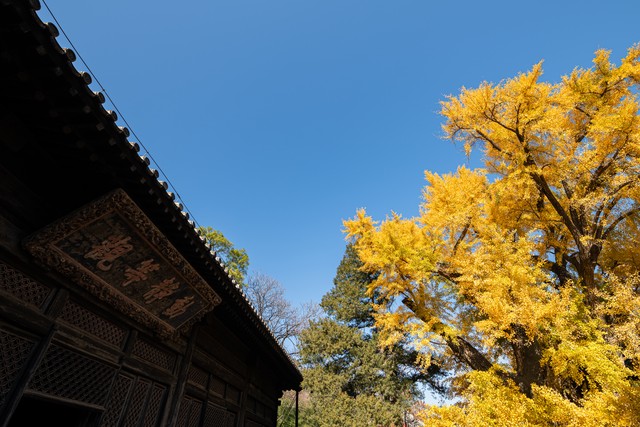 大觉寺门票多少钱？2024年最新票价政策、预约攻略全揭秘，带你轻松畅游千年古刹！