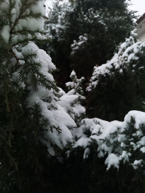 当年的初雪，你是否也如我这般，被那突如其来的白色世界震撼得说不出话来？2024年的第一场雪，它不仅覆盖了城市的每一个角落，更悄然走进每个人的心底深处。那天晚上，当窗外的世界突然变得银装素裹，无数人停下手中的忙碌，纷纷涌向窗边，想要一睹这难得一见的美景。