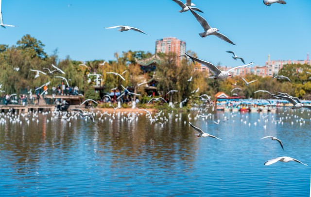 昆明旅游携程：一场说走就走的旅行，带你领略春城的无限魅力，从古老的历史到现代的繁华，每一个角落都藏着惊喜与感动