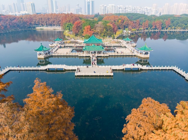 武汉哪里看枫叶？2024年最全赏枫指南，带您领略江城最美秋色，从东湖到木兰天池，每一个角落都不容错过！