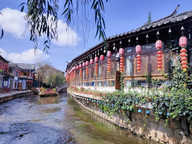 丽江雪茶的功效：从神秘的雪山之巅到都市人的养生秘籍，一段不可错过的自然恩赐之旅