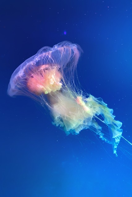 水母为什么能游：揭秘海洋中最古老生物的游泳秘密，让你惊叹不已！