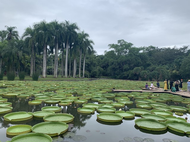版纳植物园旅游攻略：从昆明到勐仑，穿越热带雨林的奇妙之旅，探索中国最大植物园的秘密，与奇花异草亲密接触，体验不一样的自然之美