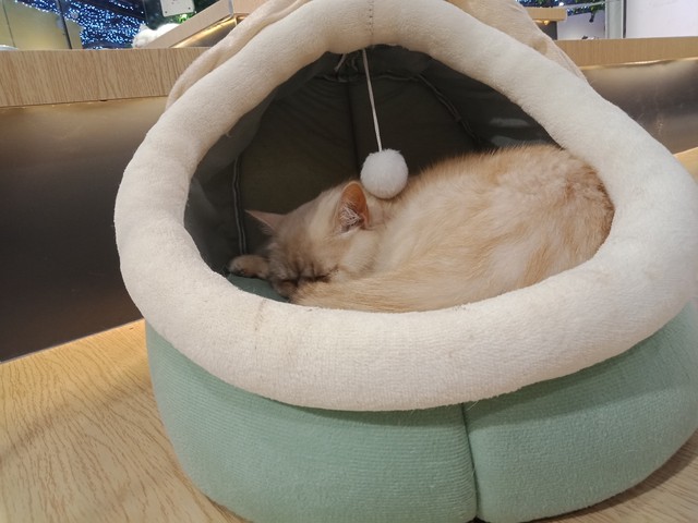 如何挑选猫窝？从猫咪视角出发，打造温馨小窝的秘密全在这儿了！