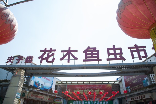 天胜花鸟市场：宁波城西的寻梦之地，一场与自然共生的奇妙之旅