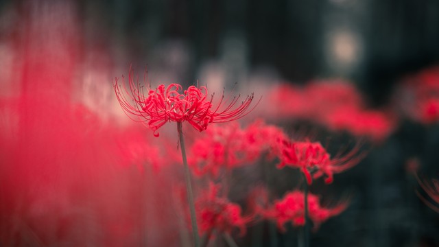 心中的彼岸：从平凡生活到梦想成真的真实故事，那些年我们一起追过的梦，如何在困境中找到希望与力量，以及每一个普通人内心深处那份永不熄灭的光芒