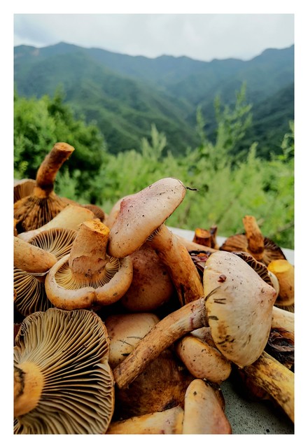 栾川土特产都有哪些？带你走进豫西宝藏县城，探索那些令人垂涎欲滴的地方美味