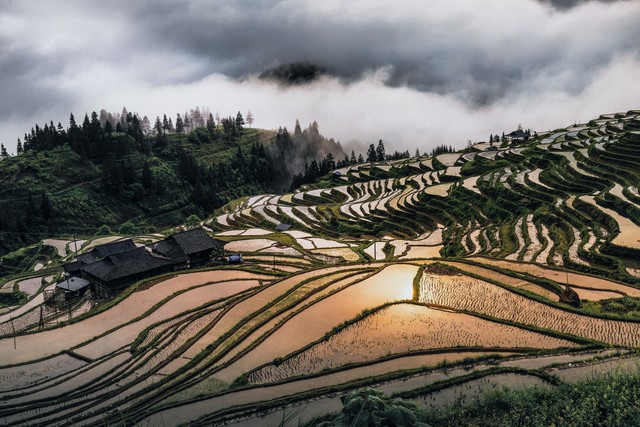 梯田变成一片金黄海洋，哈尼族人用汗水浇灌出的大地艺术，你见过吗？