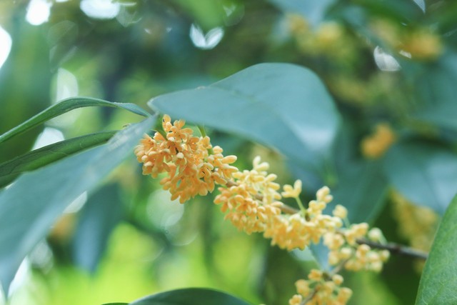 桂花是哪个季节的？揭秘桂花的秘密花园，带你走进金秋十月的芳香世界
