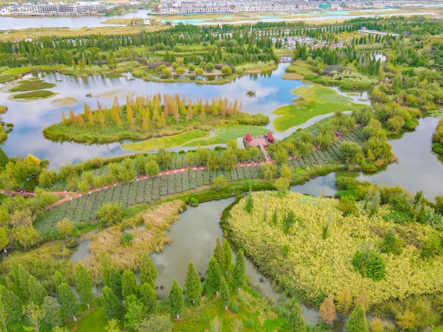 杭州西溪国家湿地公园：从城市边缘到世界瞩目的绿色奇迹，探索人与自然和谐共生的新篇章