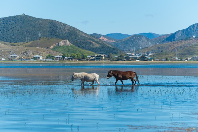 带狗去云南旅游：一场与毛茸伙伴共度的难忘冒险，从上海到彩云之南，探索人与宠物共同成长的故事