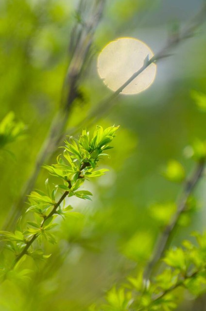 当春天的脚步悄悄踏入丽江，满城尽是花的海洋——探寻丽江什么时候花最多