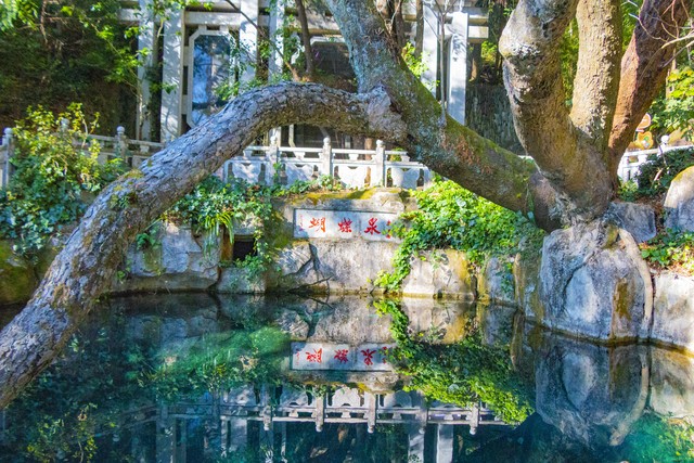 蝴蝶泉怎么去？大理古城北边的浪漫之旅全攻略