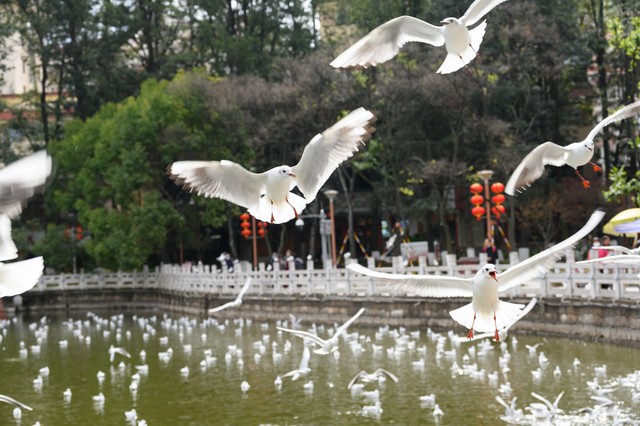 云南昆明旅游买什么？2024年最新最全的昆明购物攻略，让你轻松买到最具特色的云南好物！