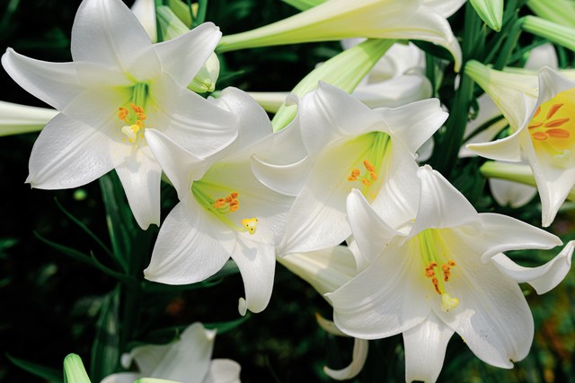 百合的花语是什么意思？解读百合花背后的深刻寓意与美丽传说，让你秒懂如何用百合花传递情感