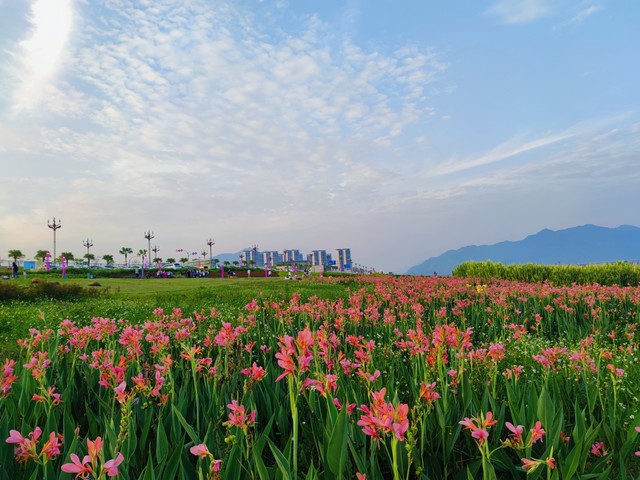 湘湖花海在哪个位置？探秘杭州最美赏花圣地