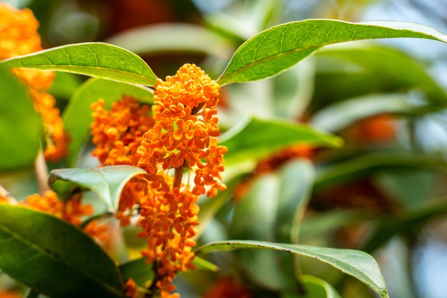 哪里的桂花最好？——从北到南，探寻那令人陶醉的芬芳，感受不同城市中桂花的独特魅力，一起走进那些隐藏在街头巷尾、公园深处的桂花故事