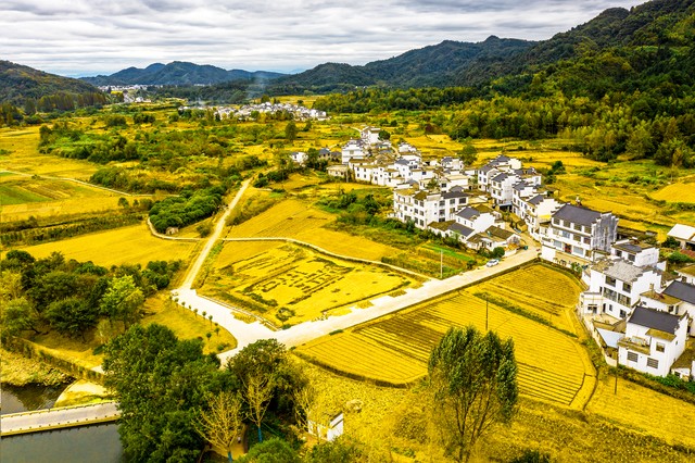 让乡村焕发新：从荒芜到繁荣，看乡村振兴如何改变我们的生活
