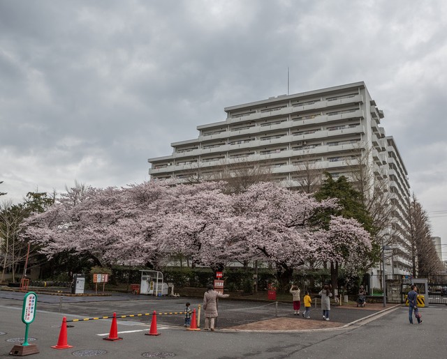 详细阅读:日本大学春假放多久?樱花季的悠长假期让人心动不已 日本大学春假放多久?樱花季的悠长假期让人心动不已