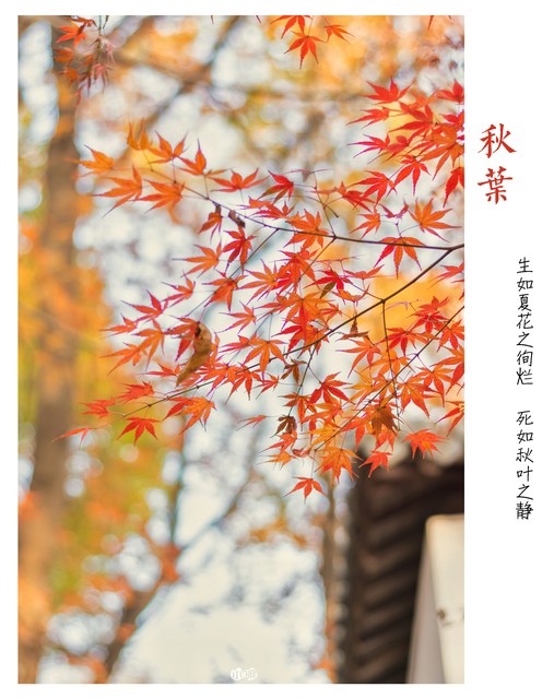 你附近玩的地方有哪些？探寻身边的美好，让生活不再单调！