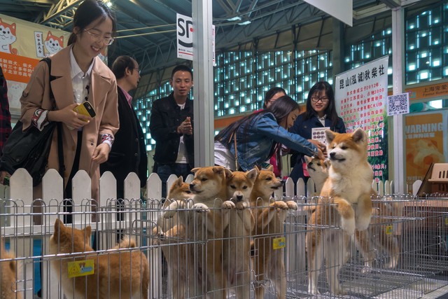详细阅读:宠物市场在哪里?发现你身边的宠物经济新天地 宠物市场在哪里?发现你身边的宠物经济新天地