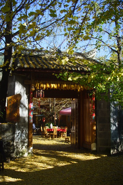 腾冲银杏村旅游开发：当古银杏遇见现代旅游业，一场金色盛宴正在上演