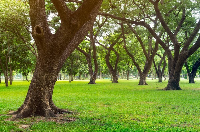 绿树成荫是什么季节：夏日的清凉与诗意，当绿意盎然遇见炽热阳光