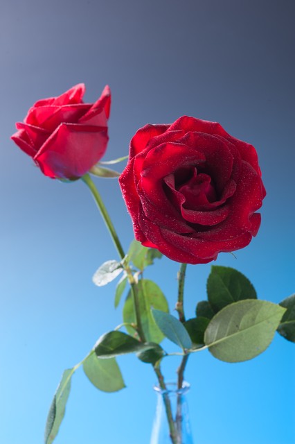 玫瑰花代表什么意思？那些藏在花瓣里的秘密，你真的懂了吗？