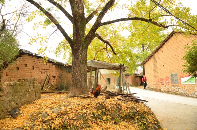 江西都有哪些旅游景区，带你走进这片山清水秀的秘境