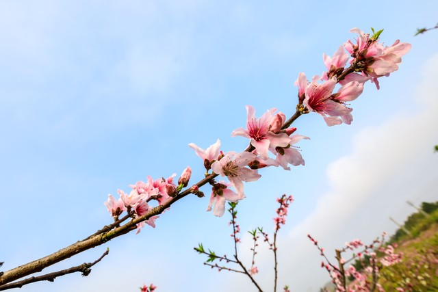三月桃花：从古老传说到现代生活，一朵花如何改变了无数人的命运