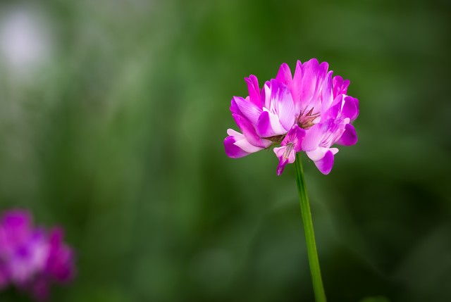 七月开什么花，你知道吗？那些在炎炎夏日里绽放的花朵，不仅美化了我们的生活环境，还为这个季节增添了几分浪漫与诗意