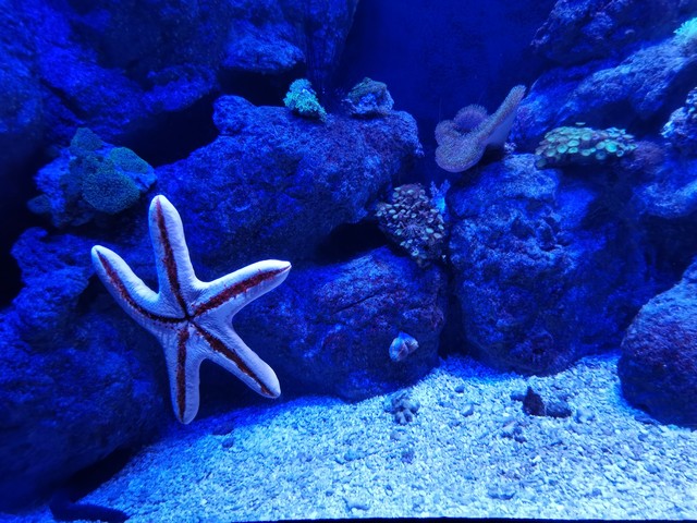 海底世界为什么倒闭？一场租金上涨引发的海洋奇幻旅程即将落幕
