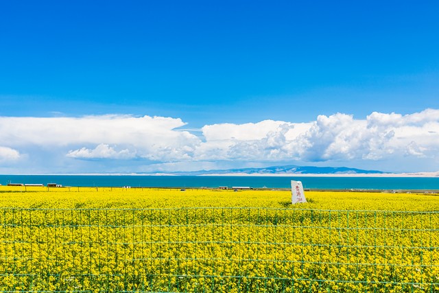 去旅游青海好还是丽江好？一场说走就走的心灵之旅，带你走进自然与文化的盛宴