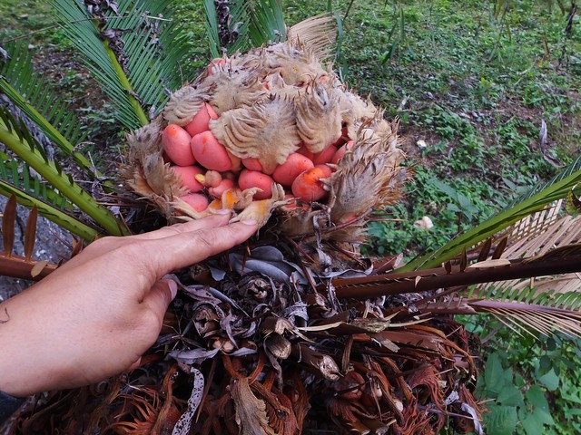 野荔枝怎么吃？解锁野荔枝的美味密码，让你大呼过瘾，从此爱上这独特的山间美味！